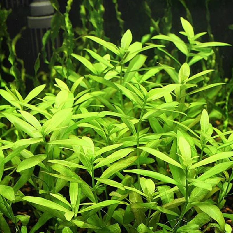 Hygrophila polysperma